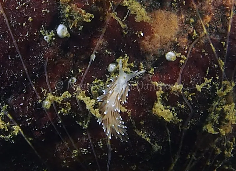 Cuthonella concinna - Ammoniakhavnen - Foto: Jens Egon Jørgensen