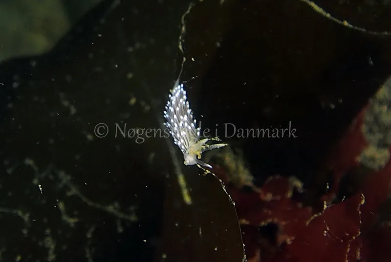 Cuthonella concinna - Ammoniakhavnen - Foto: Jens Egon Jørgensen