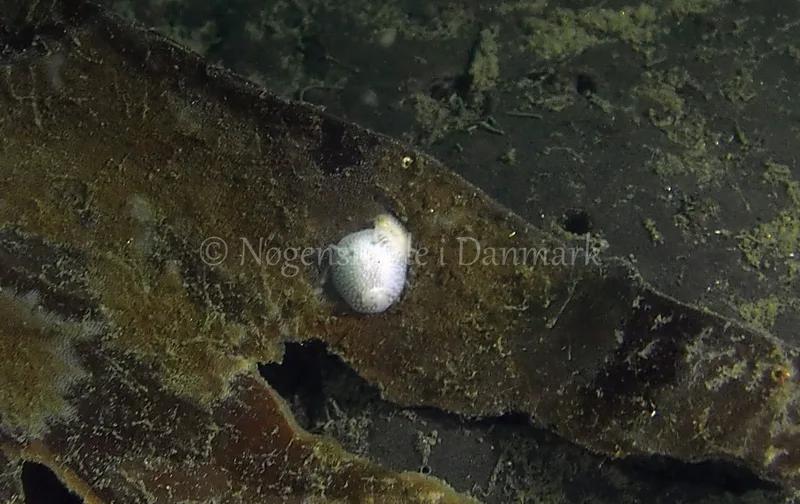 Onchidoris muricata - Ammoniakhavnen - Foto: Jens Egon Jørgensen