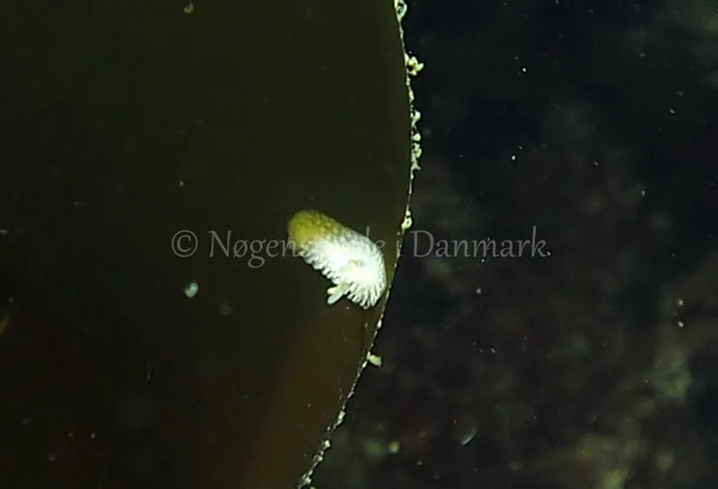 Onchidoris muricata - Ammoniakhavnen - Foto: Jens Egon Jørgensen