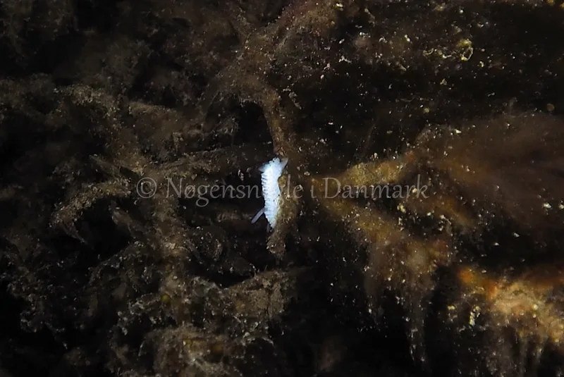 Onchidoris muricata - Ammoniakhavnen - Foto: Jens Egon Jørgensen