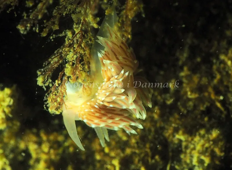 Facelina bostoniensis - Lyngsbo Strand - Foto: Jens Egon Jørgensen