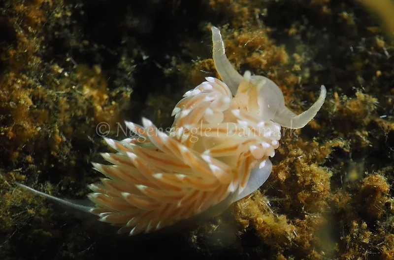 Facelina bostoniensis - Kollund Lillestrand - Foto: Jens Egon Jørgensen
