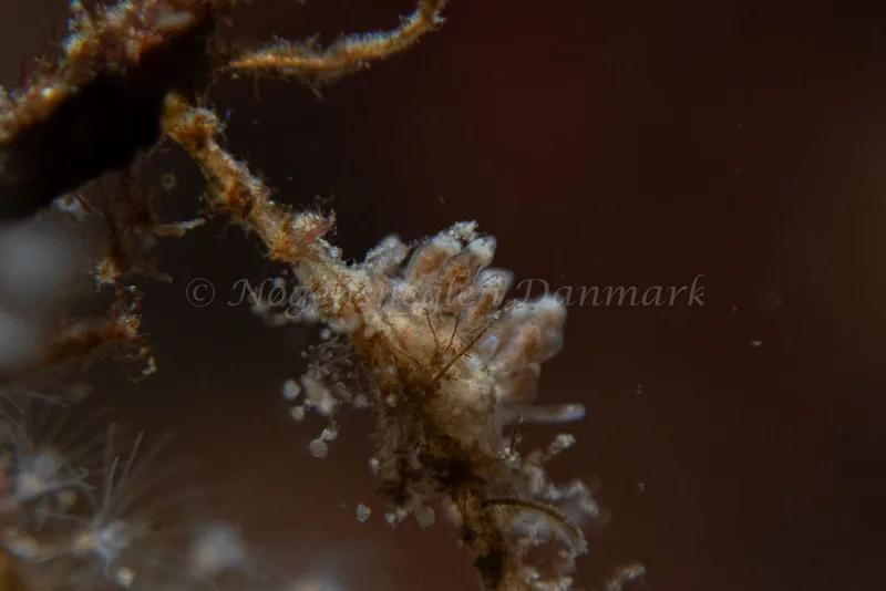 Eubranchus rupium - Ammoniakhavnen - Foto: Kim Sørensen