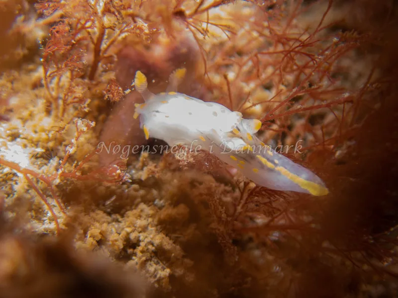 Polycera quadrilineata - Sydmolen, Skagen - Foto: Esben Sick