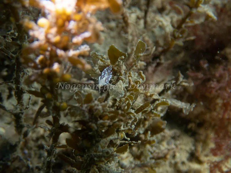 Cuthonella concinna - Sydmolen, Skagen - Foto: Esben Sick