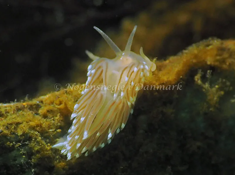 Facelina cf bostoniensis. - Sønderhav Strand - Foto: Jens Egon Jørgensen