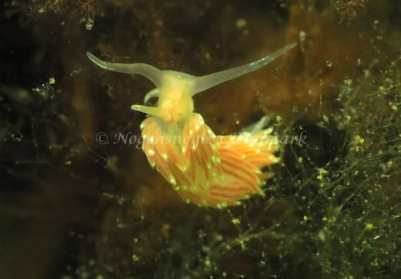 Facelina cf bostoniensis - Kollund Lillestrand - Foto: Jens Egon Jørgensen