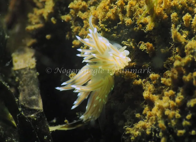 Facelina cf bostoniensis - Kollund Lillestrand - Foto: Jens Egon Jørgensen
