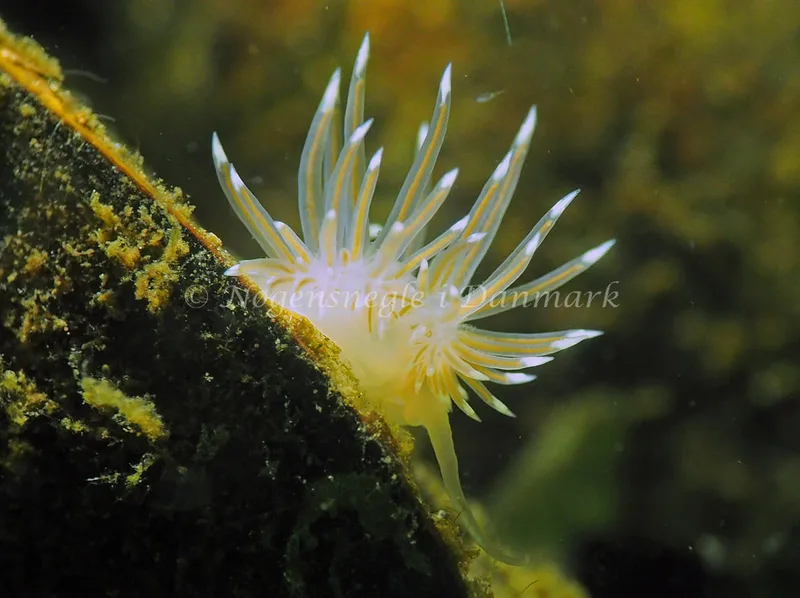 Facelina cf bostoniensis - Kollund Lillestrand - Foto: Jens Egon Jørgensen
