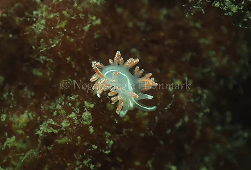 Gulenia sp. - Ammoniakhavnen - Foto: Jens Egon Jørgensen