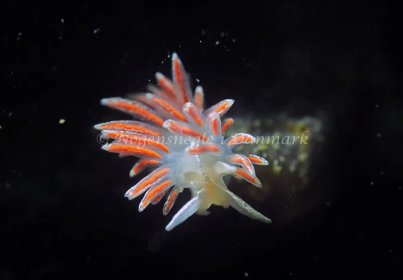 Gulenia monicae - Lyngsbo Strand - Foto: Jens Egon Jørgensen