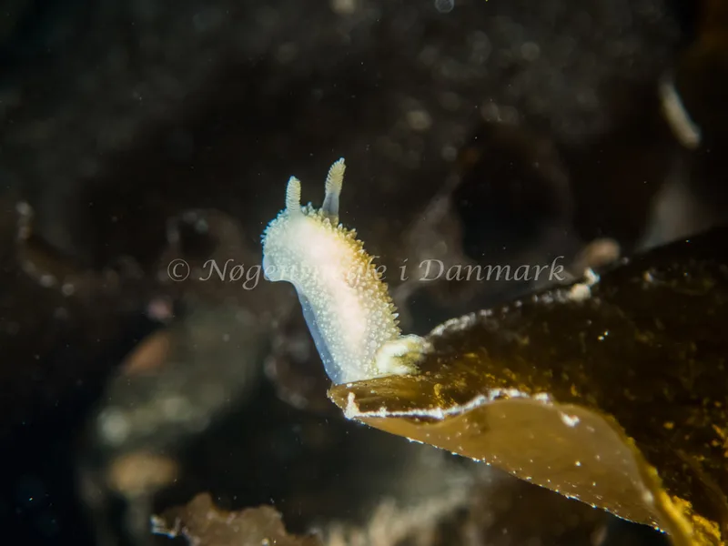 Acanthodoris pilosa - Trykkerdammen - Foto: Kenneth Krull