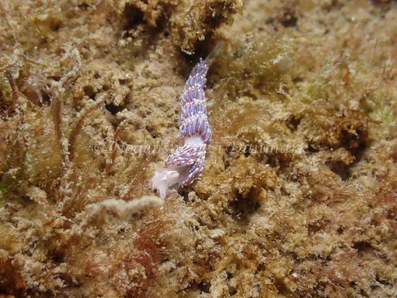 Facelina auriculata - Sydmolen, Skagen - Foto: Esben Sick