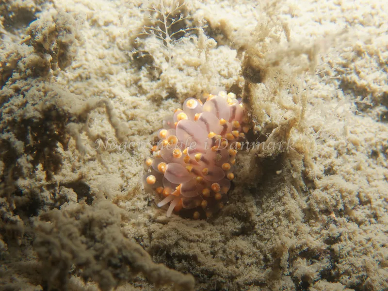 Eubranchus tricolor - Robert S/S (Vrag) - Foto: Kenneth Krull
