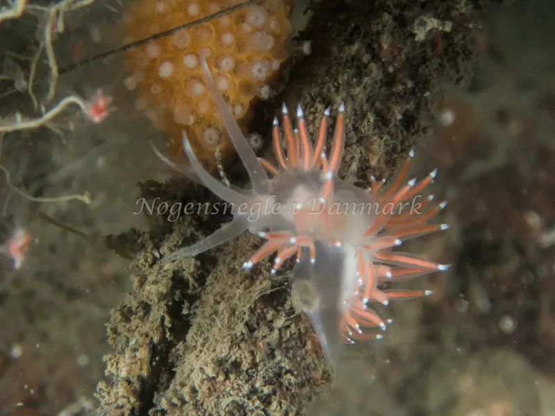Coryphella verrucosa rufibranchialis - Otto S/S (Vrag) - Foto: Kenneth Krull