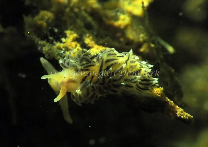 Facelina cf bostoniensis - Teglværkshavnen - Foto: Jens Egon Jørgensen