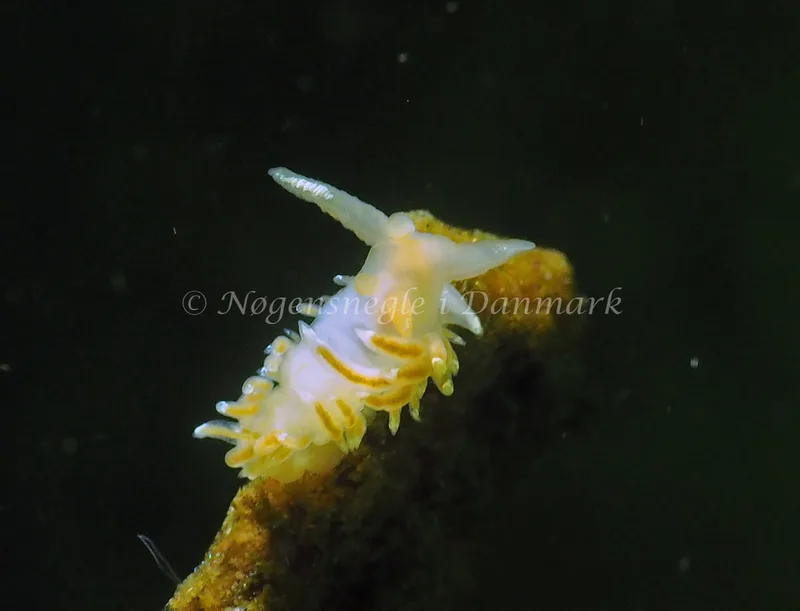 Facelina cf bostoniensis - Kollund Lillestrand - Foto: Jens Egon Jørgensen