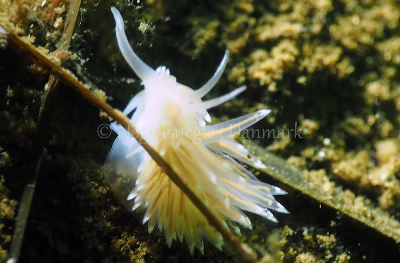 Facelina bostoniensis - Kollund Lillestrand - Foto: Jens Egon Jørgensen
