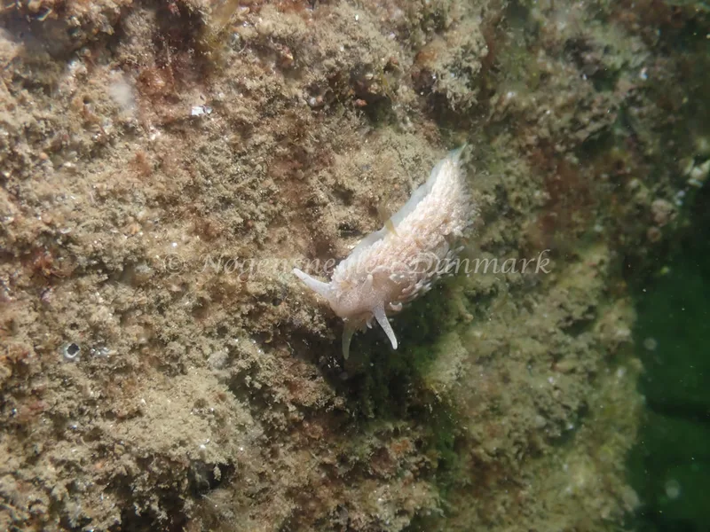 Aeolidiella glauca - Sydmolen, Skagen - Foto: Esben Sick