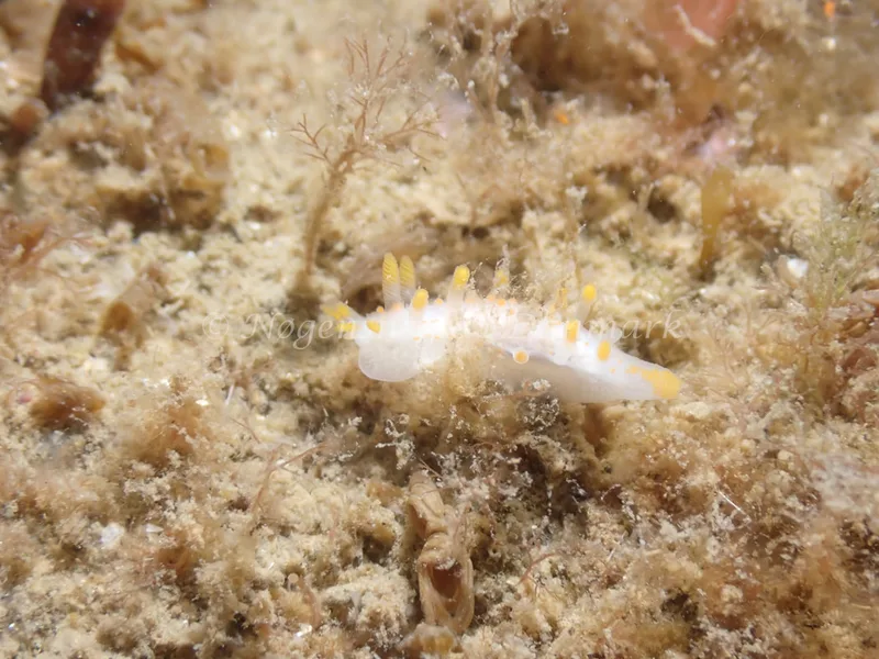Limacia clavigera - Sydmolen, Skagen - Foto: Esben Sick