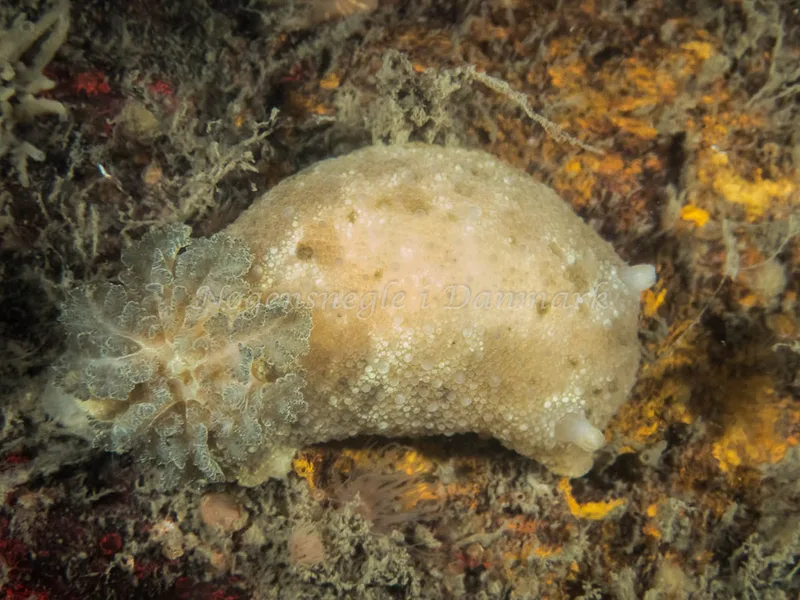 Doris pseudoargus - Sinne Nordfisk (Vrag) - Foto: Kenneth Krull