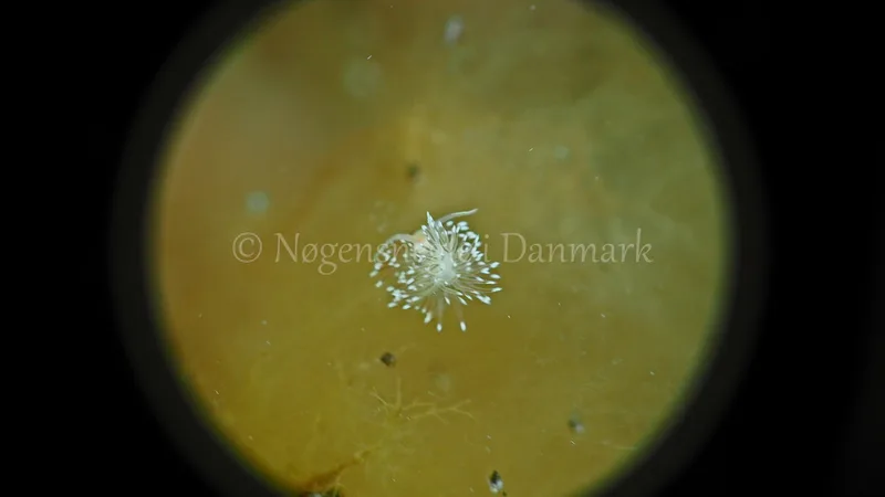 Facelina bostoniensis - Sønderhav Strand - Foto: Jens Egon Jørgensen