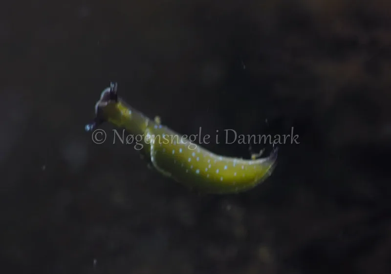 Elysia viridis - Sønderhav Strand - Foto: Jens Egon Jørgensen