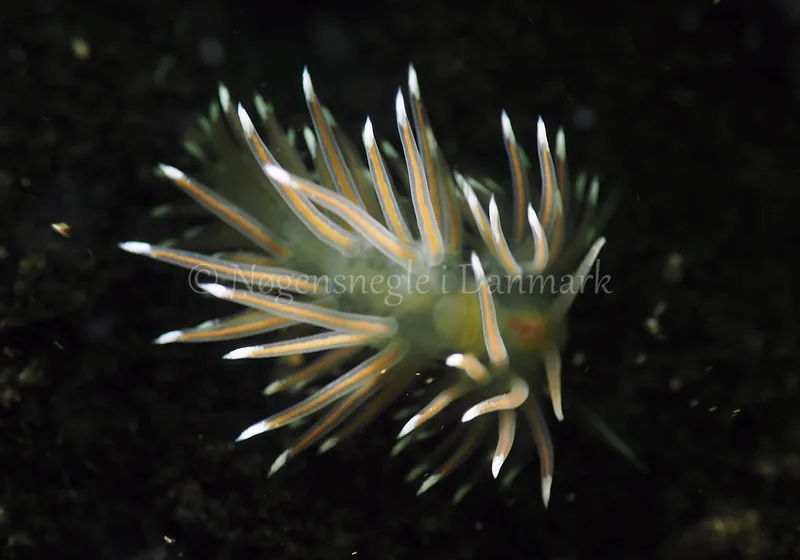 Facelina bostoniensis - Sønderhav Strand - Foto: Jens Egon Jørgensen