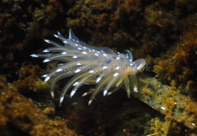 Facelina bostoniensis - Sønderhav Strand - Foto: Jens Egon Jørgensen