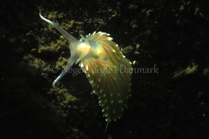 Facelina bostoniensis - Kollund Lillestrand - Foto: Jens Egon Jørgensen