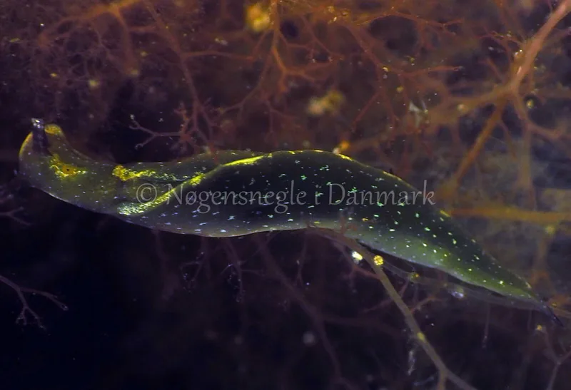 Elysia viridis - Kollund Lillestrand - Foto: Jens Egon Jørgensen
