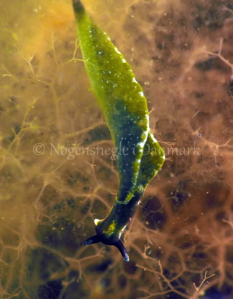 Elysia viridis - Kollund Lillestrand - Foto: Jens Egon Jørgensen