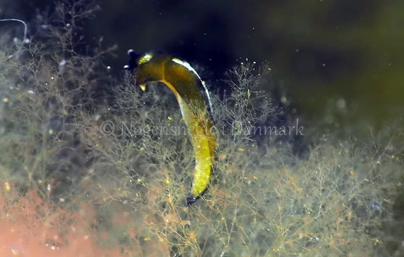 Elysia viridis - Kollund Lillestrand - Foto: Jens Egon Jørgensen