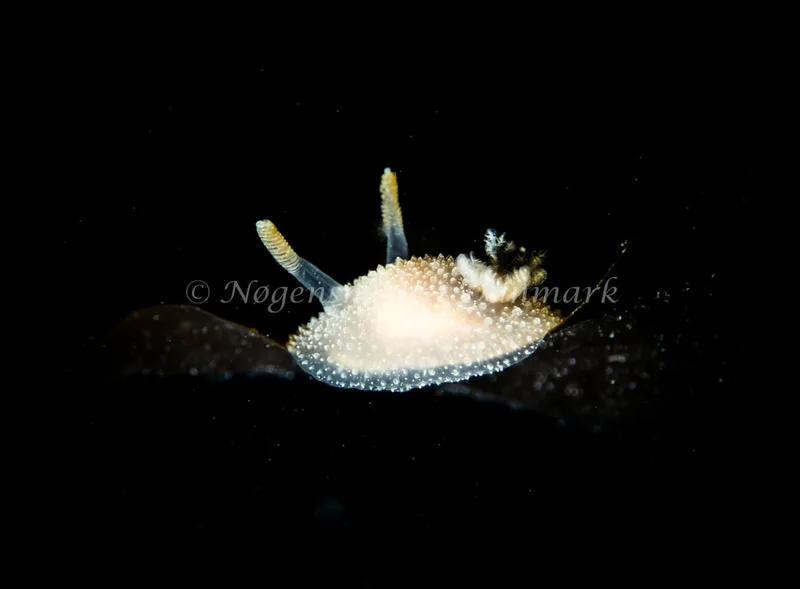 Acanthodoris pilosa - Trykkerdammen - Foto: Kenneth Krull