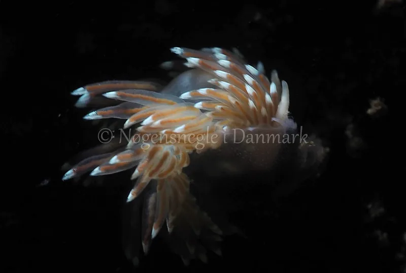 Facelina bostoniensis - Kollund Lillestrand - Foto: Jens Egon Jørgensen
