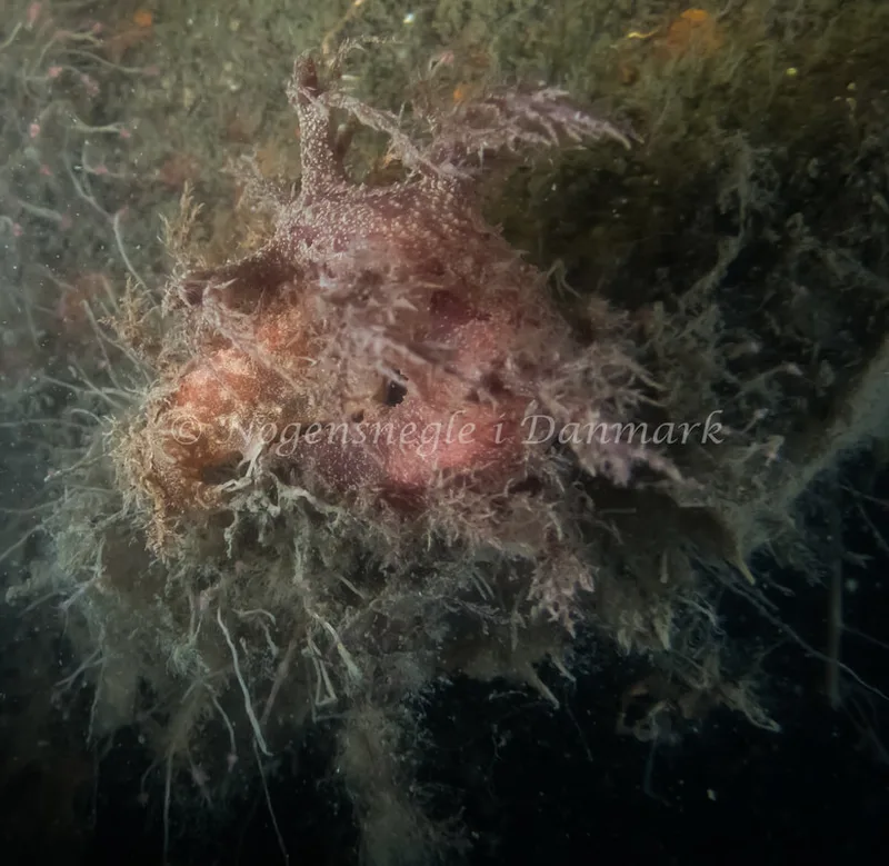 Dendronotus europaeus - Landgangsbåden - Foto: Kenneth Krull