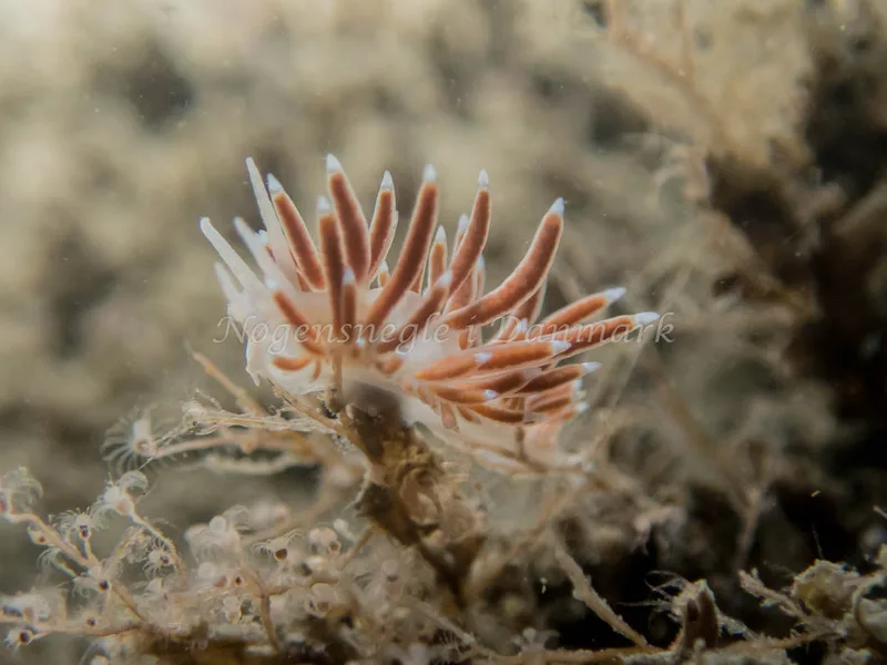 Microchlamylla gracilis - Otto S/S (Vrag) - Foto: Kenneth Krull