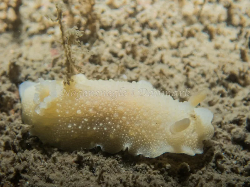 Cadlina laevis - Otto S/S (Vrag) - Foto: Kenneth Krull