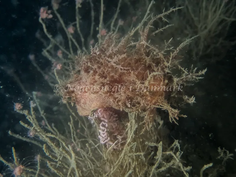 Dendronotus europaeus - Hven Prammen - Foto: Kenneth Krull