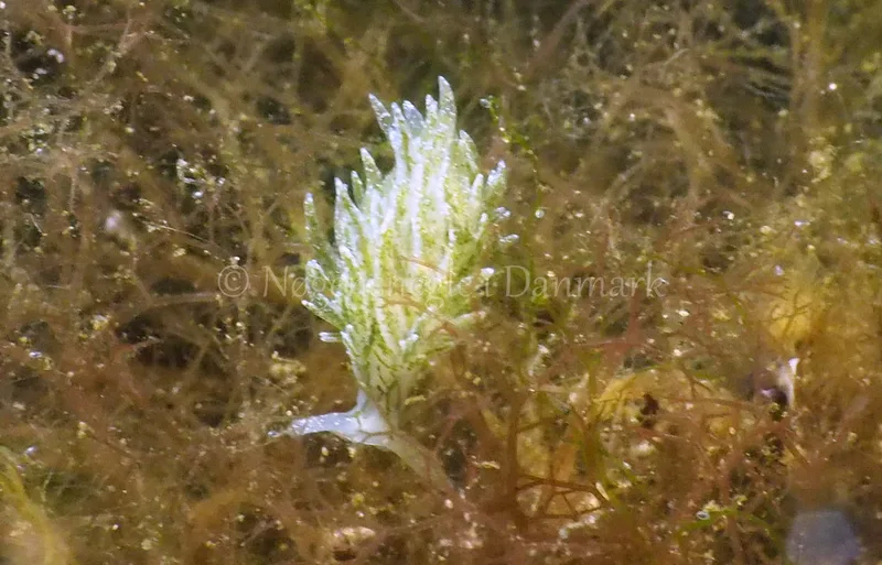 Placida dendritica - Kollund Lillestrand - Foto: Jens Egon Jørgensen