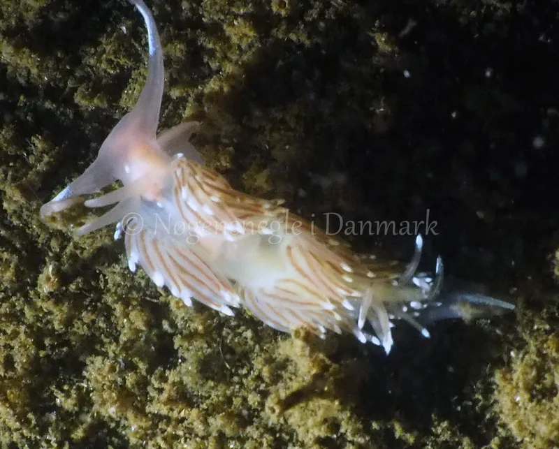 Facelina bostoniensis - Kollund Lillestrand - Foto: Jens Egon Jørgensen