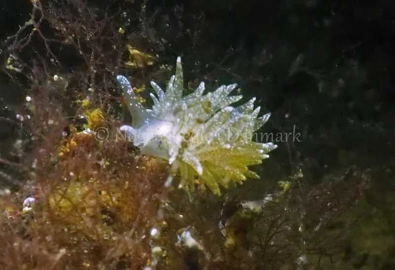Placida dendritica - Kollund Lillestrand - Foto: Jens Egon Jørgensen