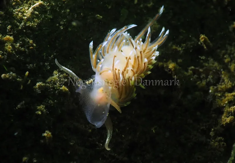 Facelina bostoniensis - Kollund Lillestrand - Foto: Jens Egon Jørgensen