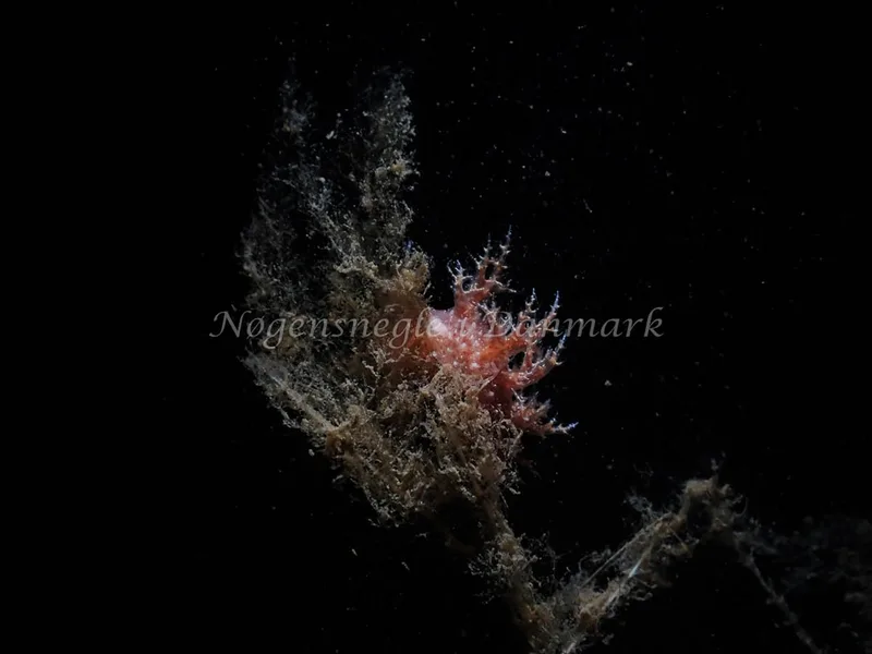Dendronotus europaeus - Robert S/S (Vrag) - Foto: Kenneth Krull