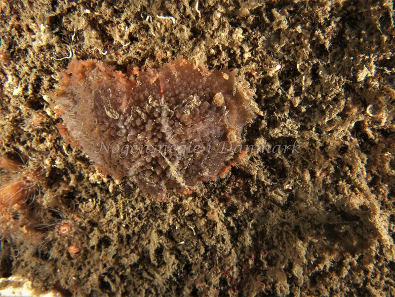 Tritonia hombergii - Malene Slotø (Vrag) - Foto: Kenneth Krull