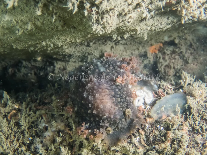 Tritonia hombergii - Taifun/Saturnus (Vrag) - Foto: Kenneth Krull
