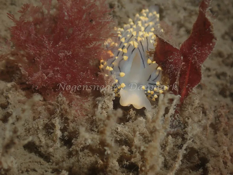Eubranchus tricolor - Minestrygeren (Vrag) - Foto: Kenneth Krull