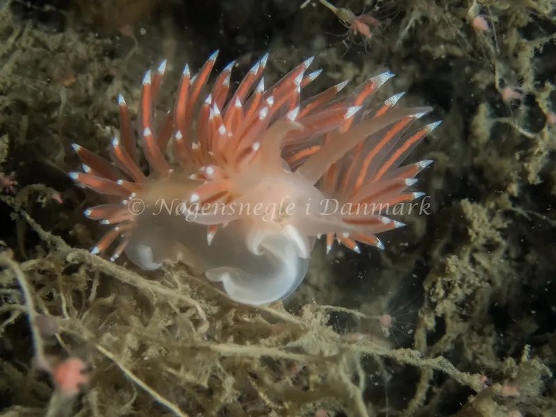 Coryphella verrucosa rufibranchialis - Robert (Vrag) - Foto: Kenneth Krull