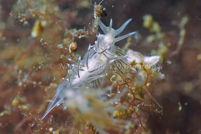 Facelina bostoniensis - Kollund Lillestrand - Foto: Jens Egon Jørgensen